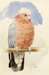 Ein Rosakakadu, um 1890